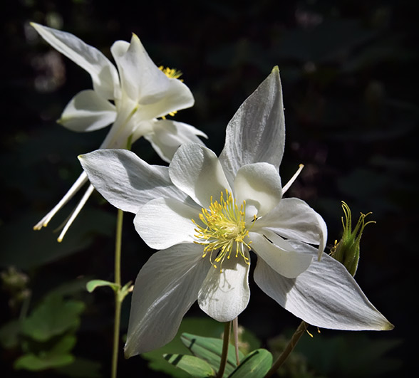 columbines